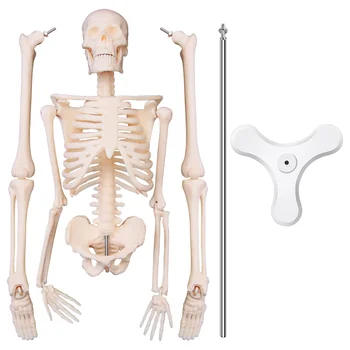 45CM Inimese Anatoomia Anatoomia Skelett Mudel Plakat Õppida Abi, Anatoomia, Inimese Skeleti Mudel
