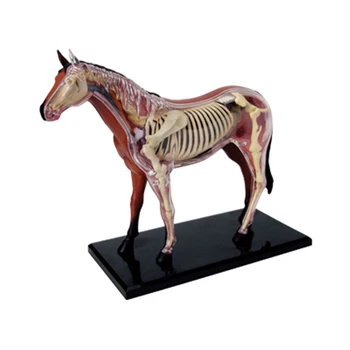 Loomade Elundite Anatoomia Mudel 4D Hobune Luure Kokkupanek Mänguasja Õpetuse-Anatoomia Mudel DIY populaarteaduslikke Seadmed
