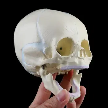 1: 1 Inimeste Loote Baby Infant Meditsiini Kolju Anatoomilise Skelett Mudel Õpetamise Su Dropship