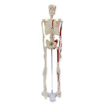 Haridus-Inimese Skelett Mudel 45cm Kõrgus Meditsiini Õpetamine, Õppimine Lapsed